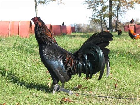 black jap gamefowl|black shuffler gamefowl.